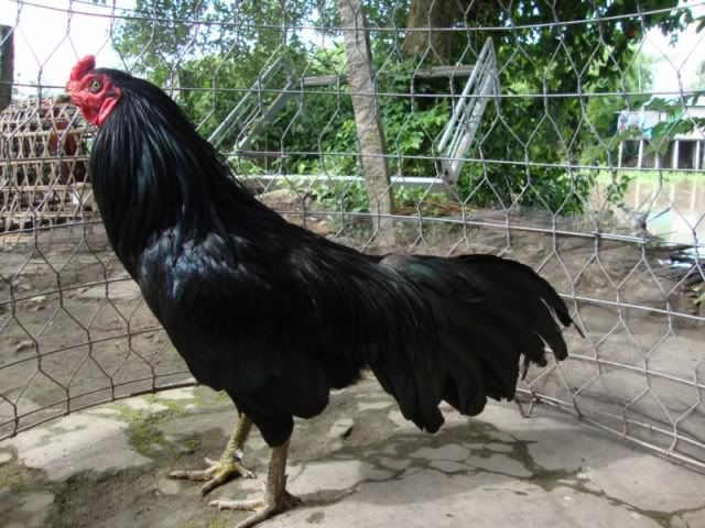 Mua Gà Ô Có Hình