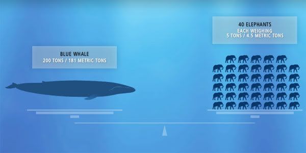 bluewhalecomparisonchartII Mengenal Makhluk Terbesar Di Dunia