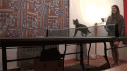 photo cat_ping-pong.gif