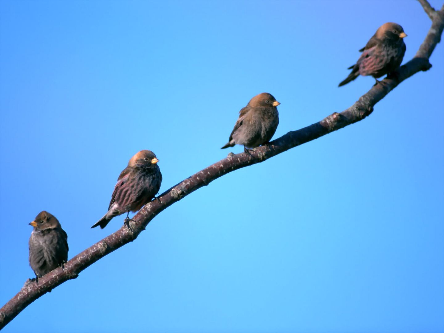 post dedicando a las aves creado por mi post dedicando a las aves creado por mi