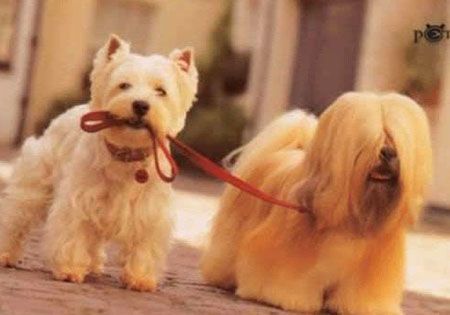 dogwalking-1.jpg dog walking image by markcleansbest