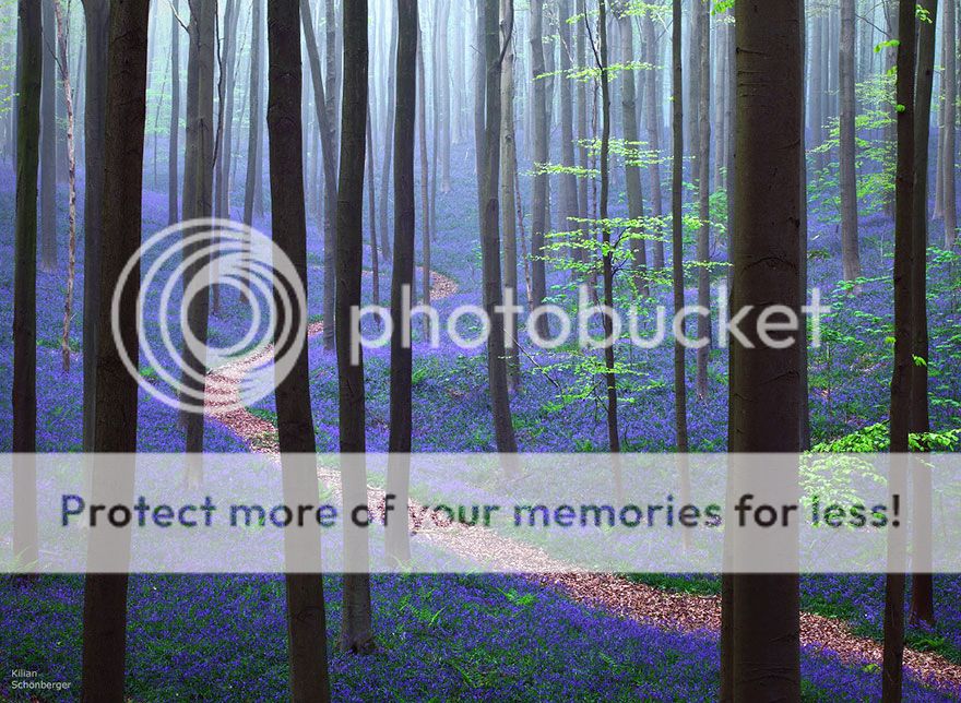  photo bluebells-blooming-hallerbos-forest-belgium-1.jpg