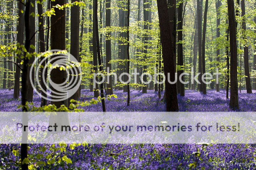  photo bluebells-blooming-hallerbos-forest-belgium-11.jpg