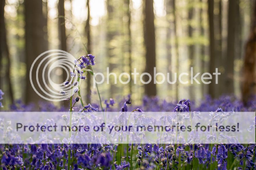  photo bluebells-blooming-hallerbos-forest-belgium-14.jpg
