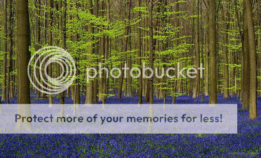  photo bluebells-blooming-hallerbos-forest-belgium-5.jpg