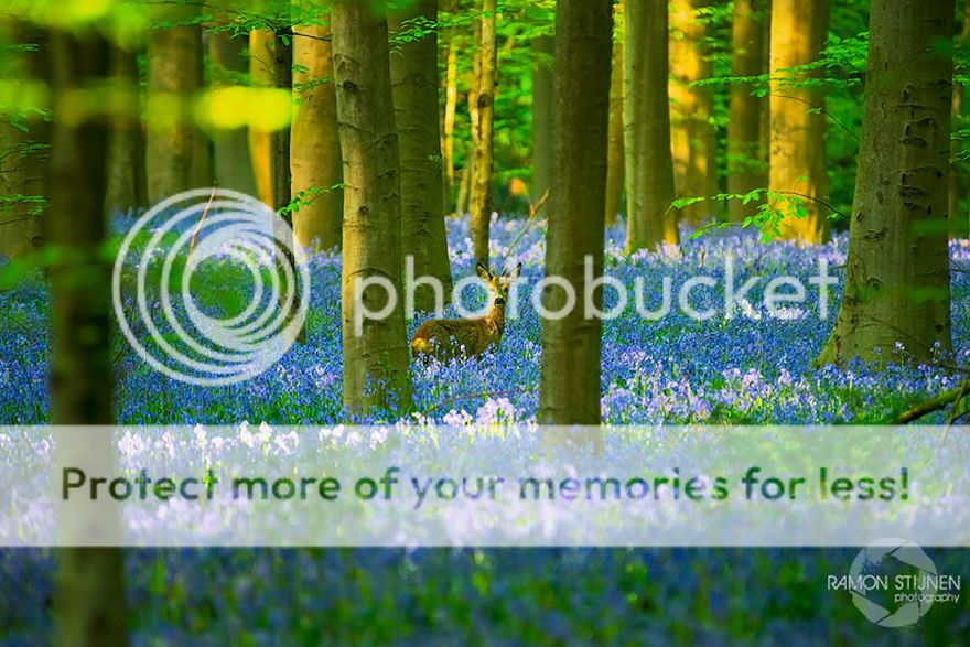  photo bluebells-blooming-hallerbos-forest-belgium-6.jpg