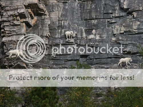  photo crazy-goats-on-cliffs-6.jpg