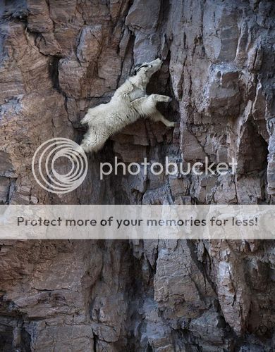  photo crazy-goats-on-cliffs-7.jpg