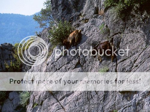  photo crazy-goats-on-cliffs-9.jpg