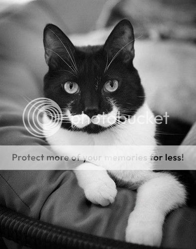  photo animals-with-mustache-2.jpg