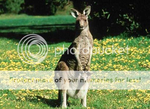 kangaroo di australia