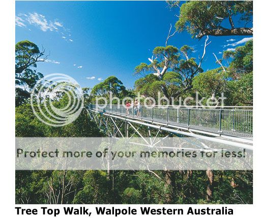 Tree Top Walk